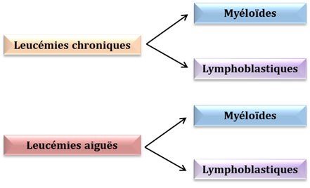 différents types de leucémies