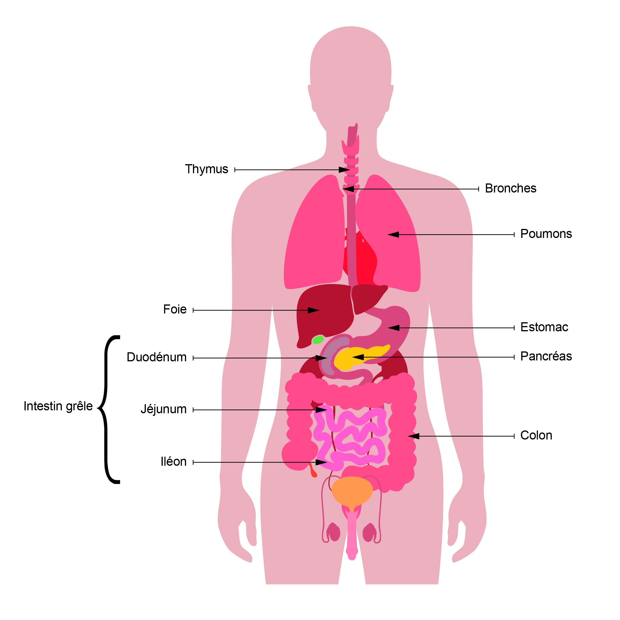 Cancer neuroendocrine du poumon. Cancer neuroendocrine du poumon - Cancer poumon neuroendocrine